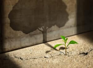 iStock plant with tree shadow